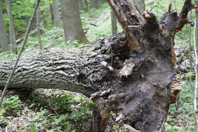 Fallen Butternut Tree.jpg