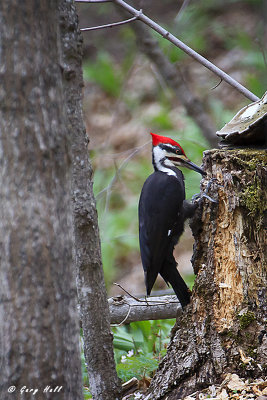 Pileated Woodpecker-2.jpg