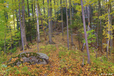 Hemlock Ridges in Autumn 3.jpg