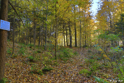 Hemlock Ridges in Autumn 4.jpg
