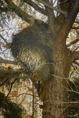 Porcupine.jpg