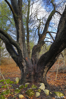 Black Cherry Tree.jpg