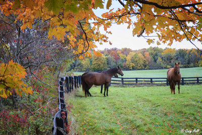 Horses in Autumn Pasture.jpg