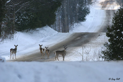 Deer on Duffys Lane.jpg