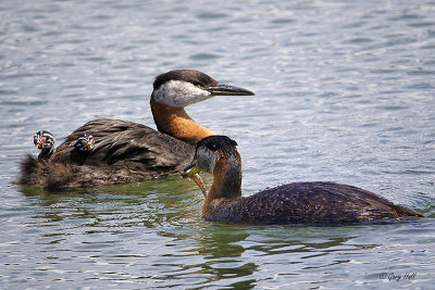 Grebes-2.jpg