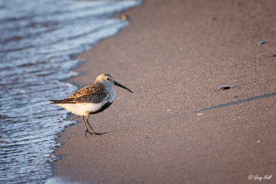 Dunlin_15-05-12_15769.jpg