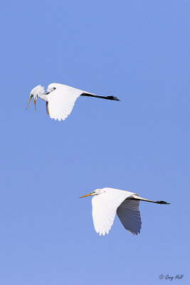 Egrets-2.jpg