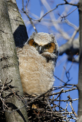 Great Horned Owl Chick.jpg