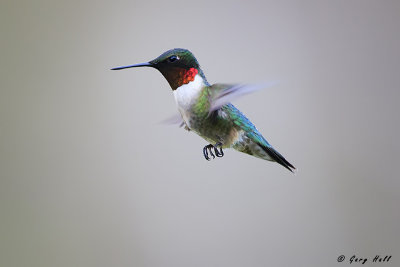 Hummingbird-2.jpg