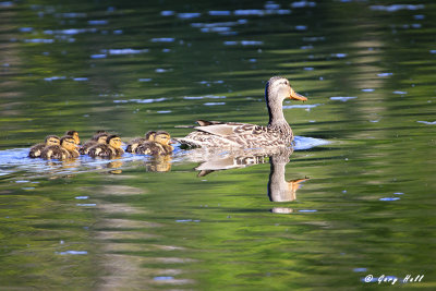 Mallards.jpg