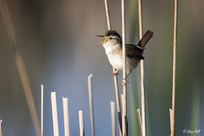 Marsh Wren_15-05-23_16598.jpg