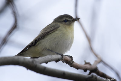 Philadelphia Vireo_15-05-10_15911.jpg