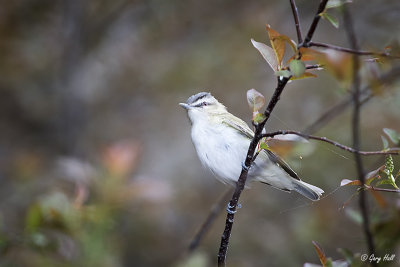 Red-eyed Vireo_15-05-12_16143.jpg