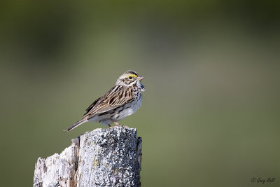 Savannah Sparrow_15-05-20_16524.jpg
