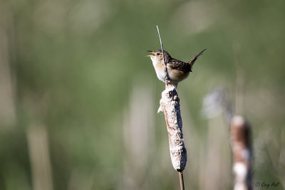 Sedge Wren_15-05-20_16492.jpg