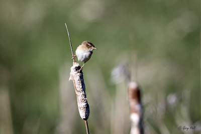 Sedge Wren_15-05-20_16496.jpg