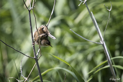 wrens