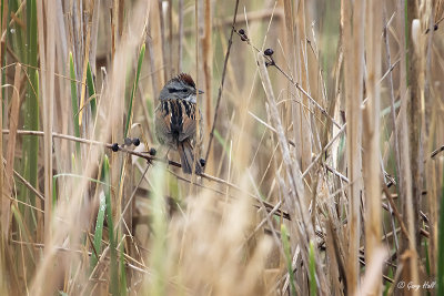 Swamp Sparrow_15-05-16_16242.jpg