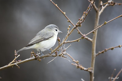 Warbling Vireo_15-05-12_16008.jpg