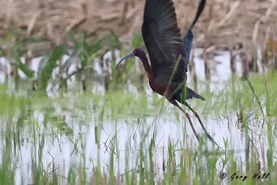 White Faced Ibis.jpg