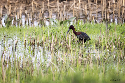 White-faced Ibis_15-05-16_16317.jpg