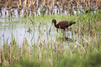 White-faced Ibis_15-05-16_16330.jpg