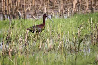 White-faced Ibis_15-05-16_16336.jpg