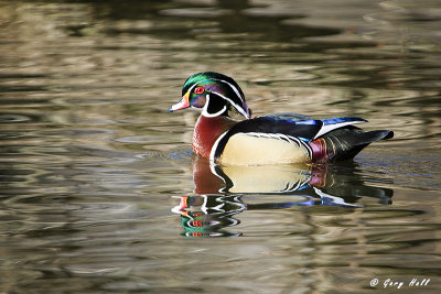 Wood Duck.jpg