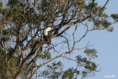 African Fish Eagle.jpg