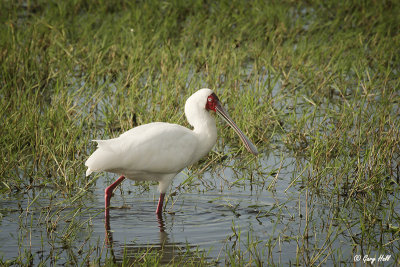 ibises_and_spoonbills