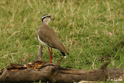 Crowned Lapwing.jpg