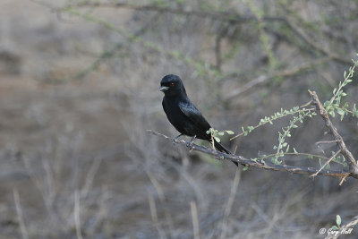 Fork-tailed Drongo.jpg