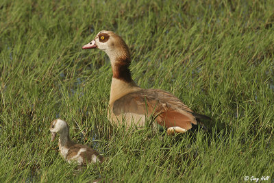 Egyptian Goose.jpg