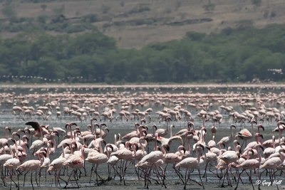Lesser Flamingos.jpg
