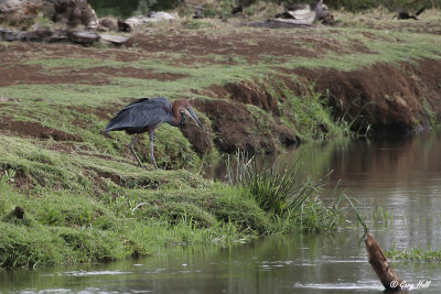 Goliath Heron.jpg