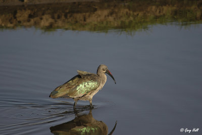 Hadada Ibis-2.jpg