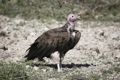 Lappet-faced Vulture.jpg