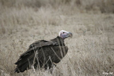 Lappet-faced Vulture-2.jpg