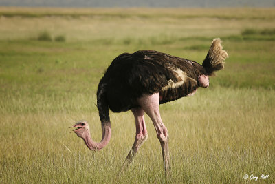 Maasai Ostrich.jpg