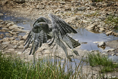 Martial Eagle.jpg