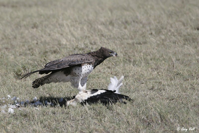 Martial Eagle-2.jpg