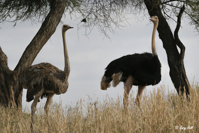 Ostrich.jpg