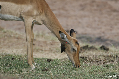 Red-billed Oxpecker-2.jpg