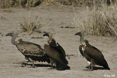 Ruppells Griffon Vulture.jpg