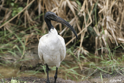 Sacred Ibis.jpg