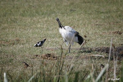 Sacred Ibis_06-02-09_17257.jpg