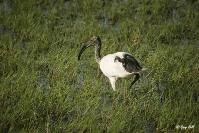 Sacred Ibis-2.jpg