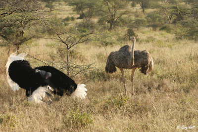 Somali Ostrich.jpg