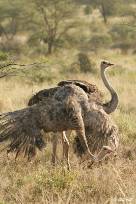 Somali Ostrich-2.jpg