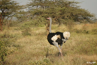 Somali Ostrich-3.jpg